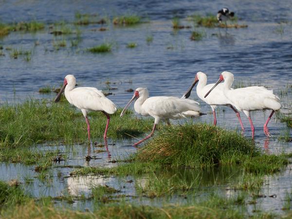 <h3><a href="/trips/tanzania/biota/animalia/chordata/aves/015 pelecaniformes/001 threskiornithidae/platalea alba/platalea alba-nl.html">Platalea&nbsp;alba</a> / African&nbsp;spoonbill / Afrikaanse&nbsp;lepelaar</h3>OM-1 Mark II met OLYMPUS M.150-400mm F4.5, 1/2000 sec  bij F4.5, ISO 200, afstand 46.7&nbsp;m